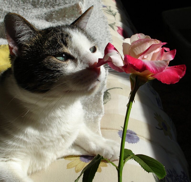 Cat Sniffing Rose