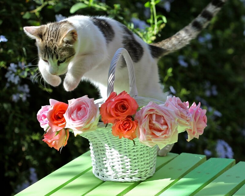 Cat Sniffing Roses