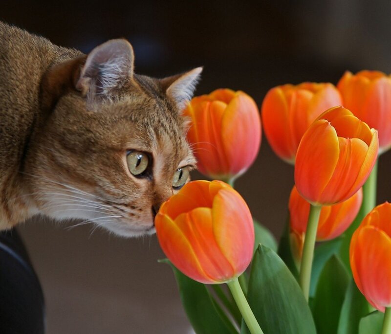 cat sniffing tulips