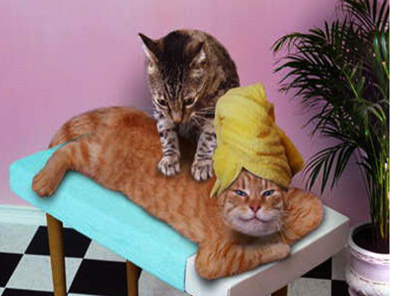 Cat spa day