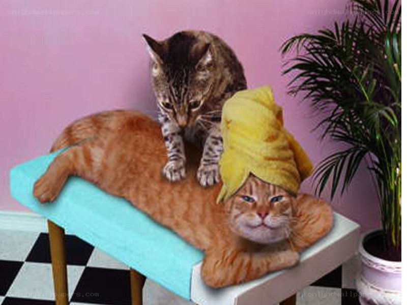Cat spa day
