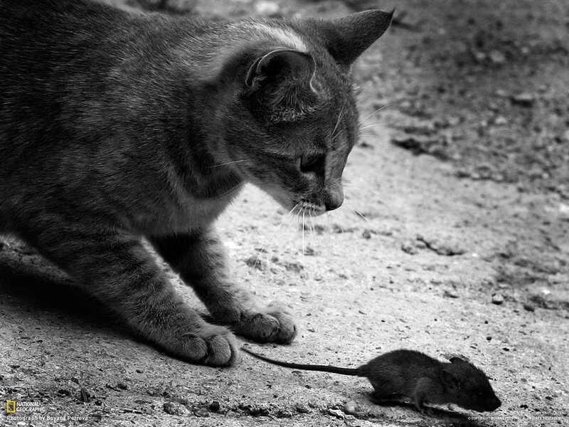 Cat stalking a mouse