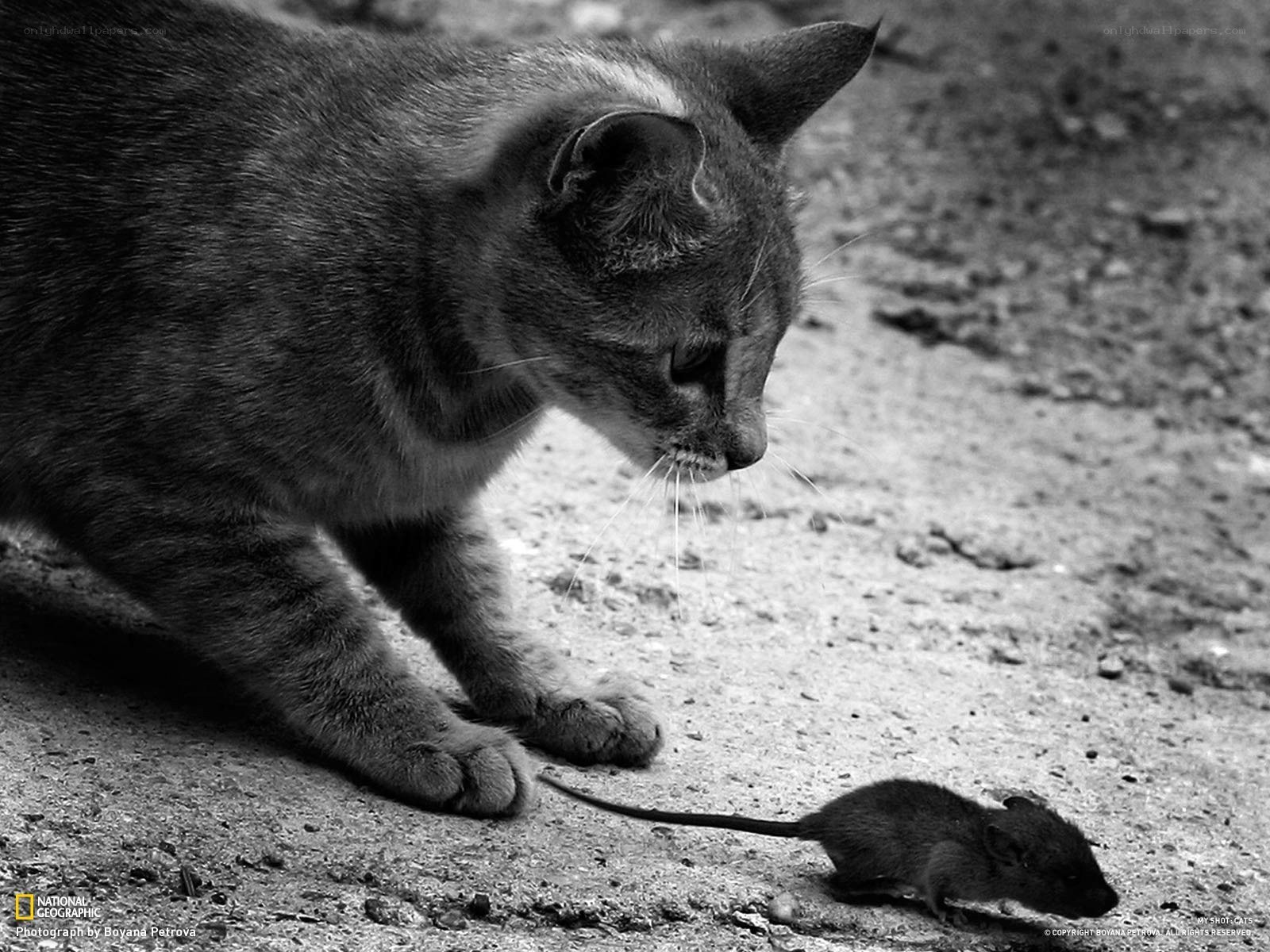 Cat stalking a mouse