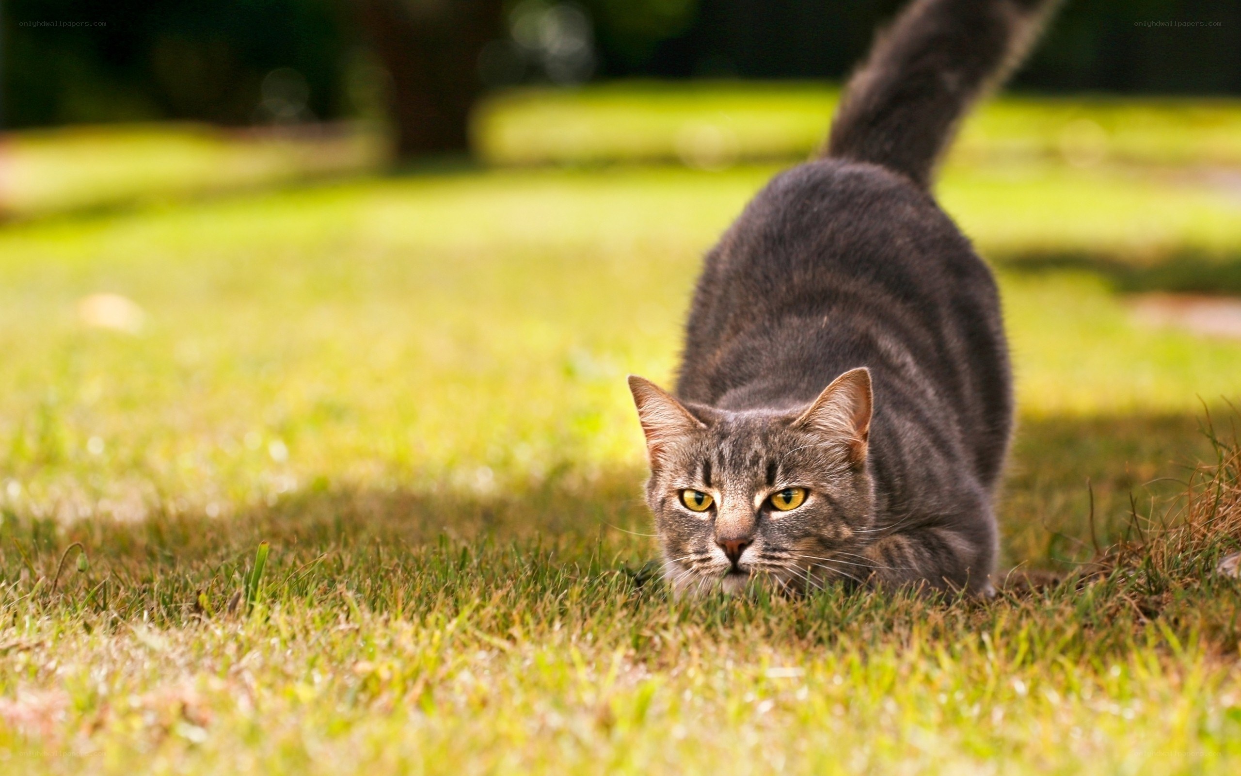 cat stalking in grass