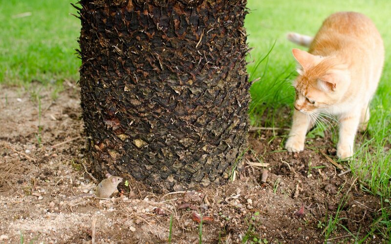 Cat Stalking Mouse