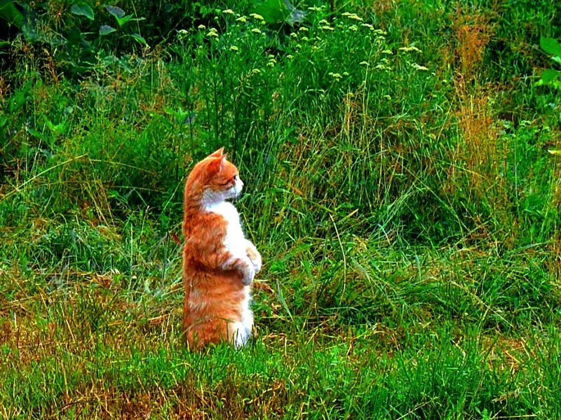 cat standing in grass