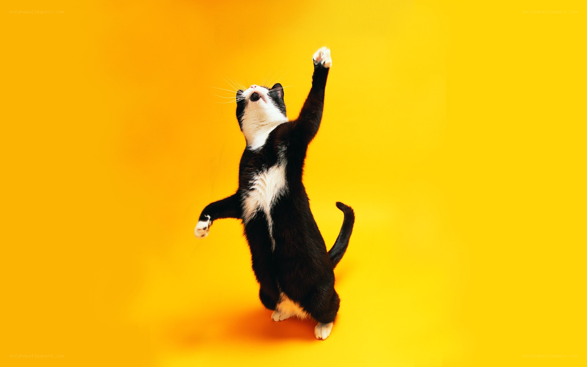 cat standing on hind legs
