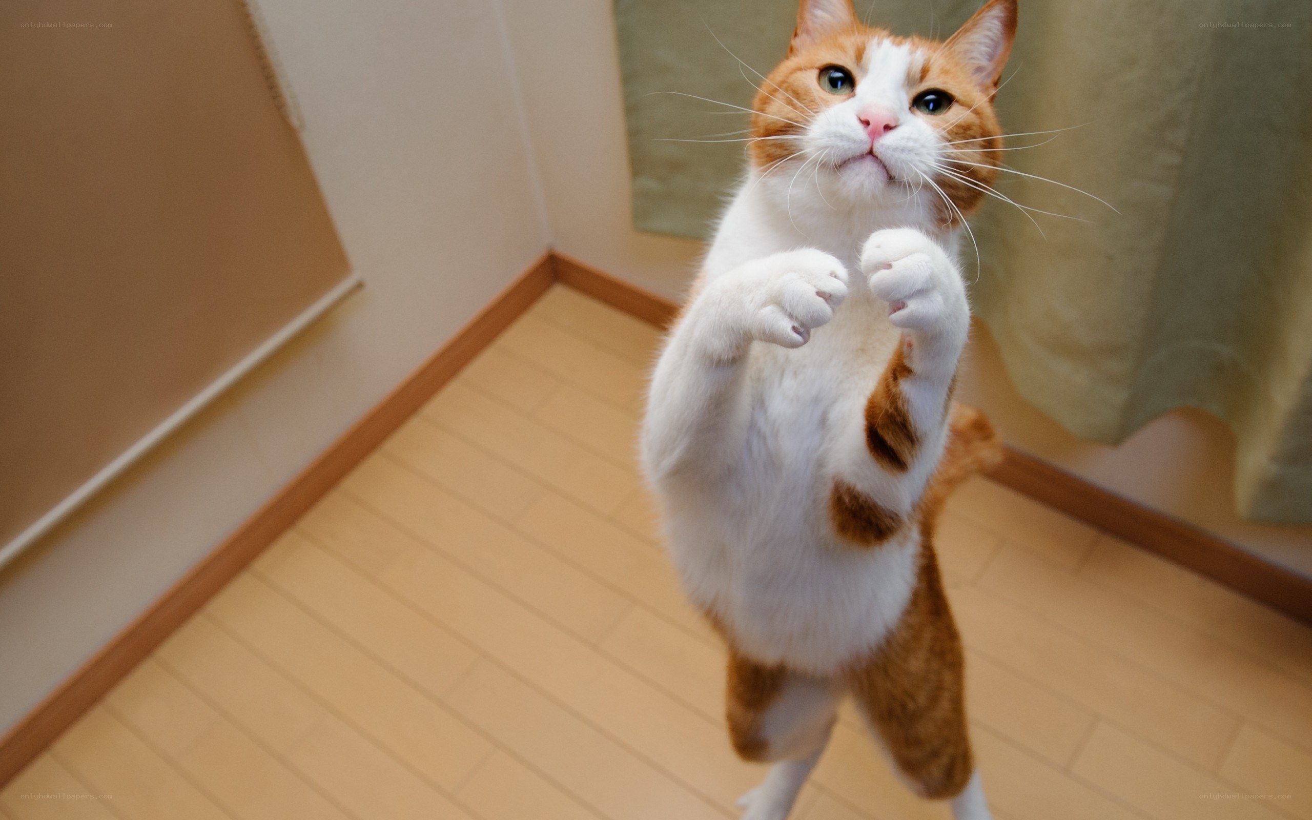 cat standing on hind legs