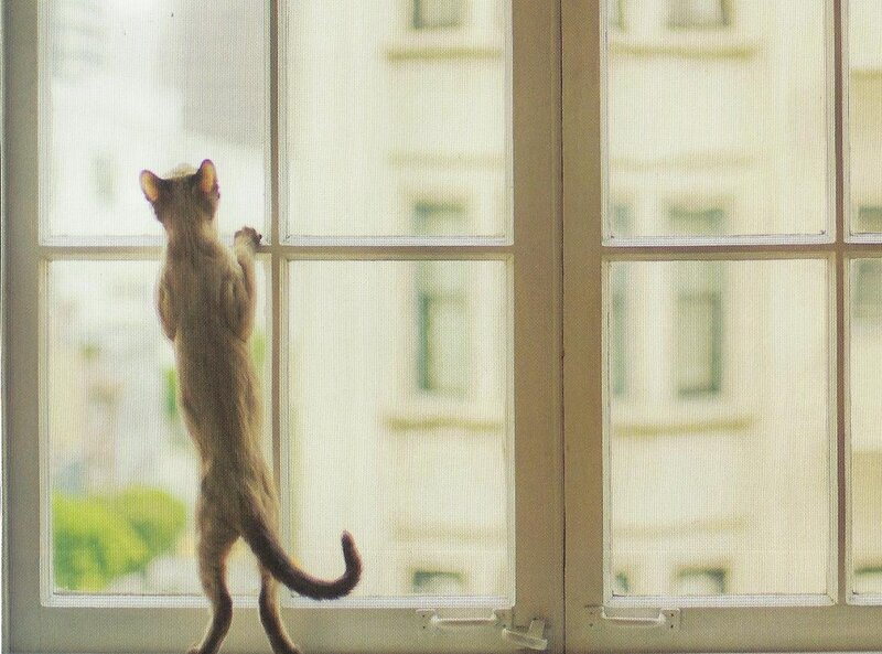 Cat Standing on Hind Legs — Beige, Calm
