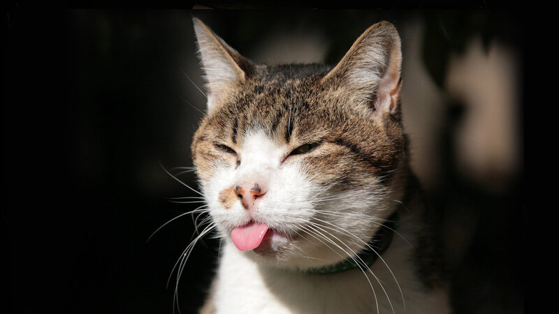 cat sticking out its tongue