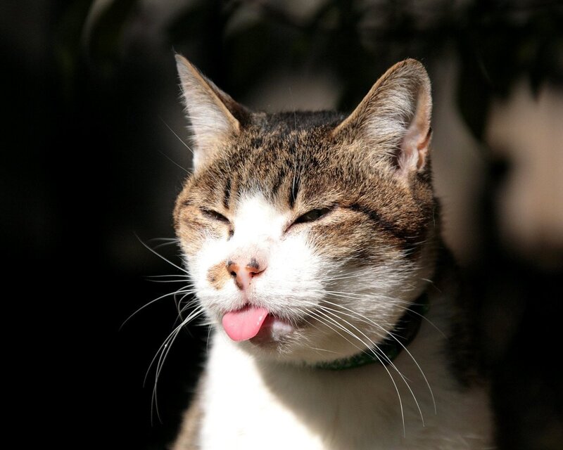cat sticking out its tongue