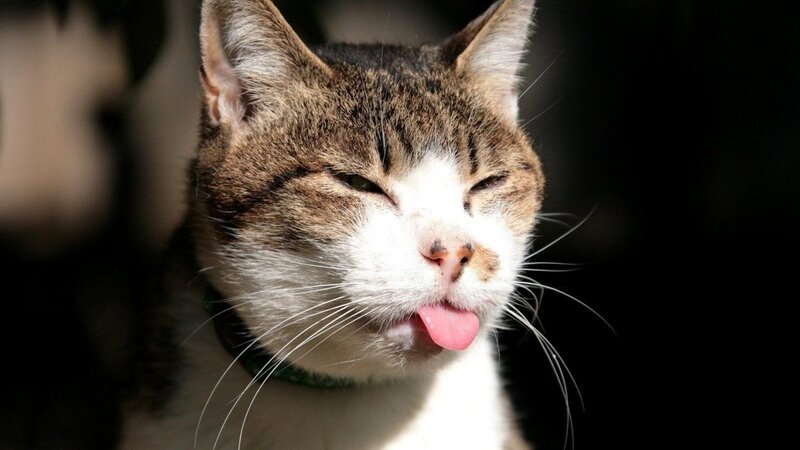 cat sticking out its tongue