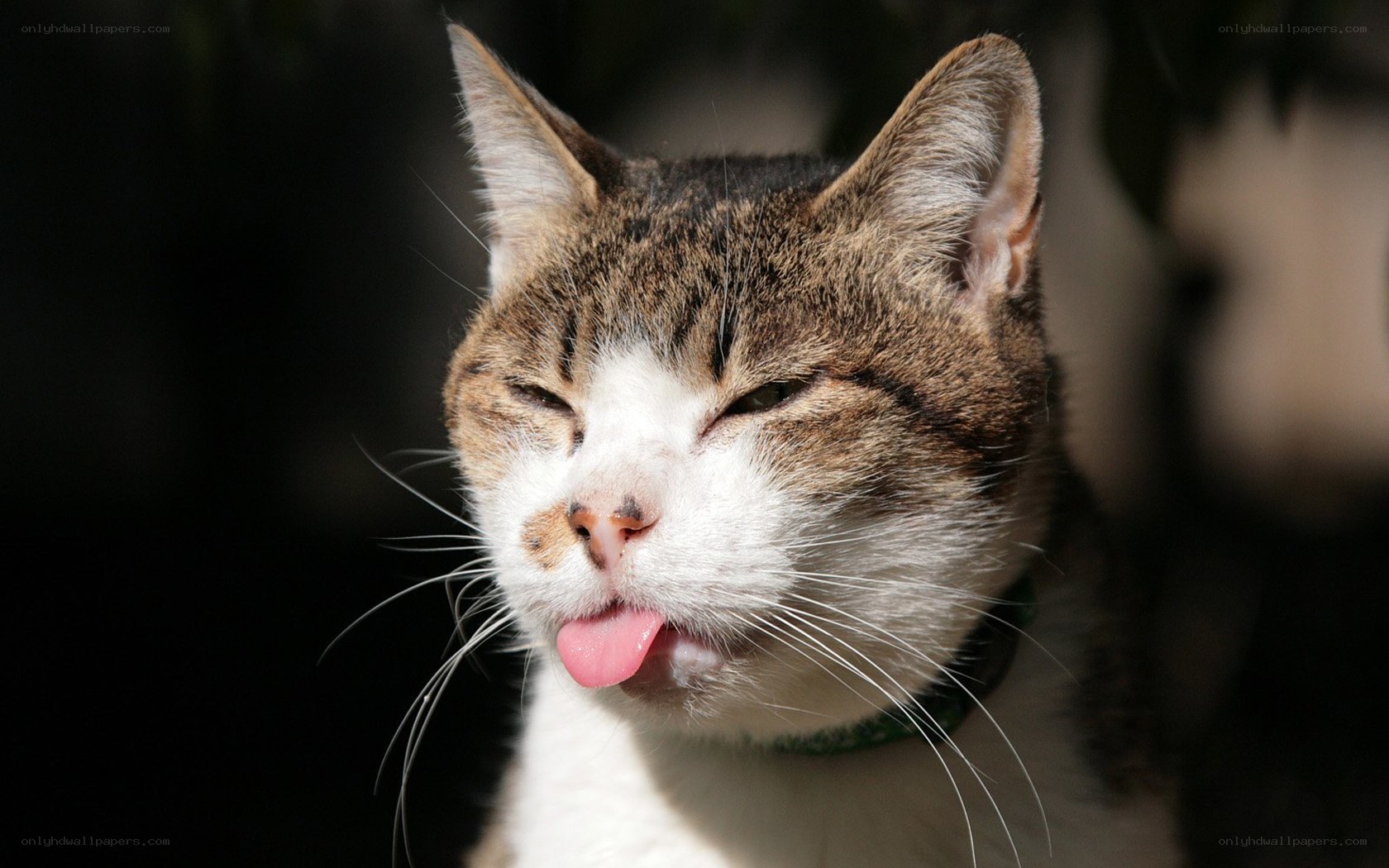 cat sticking out its tongue