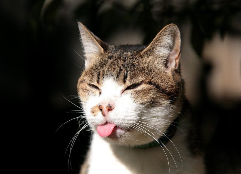 cat sticking out tongue