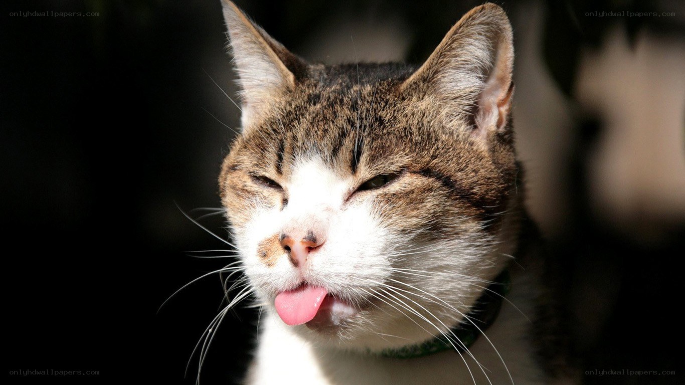 cat sticking out tongue