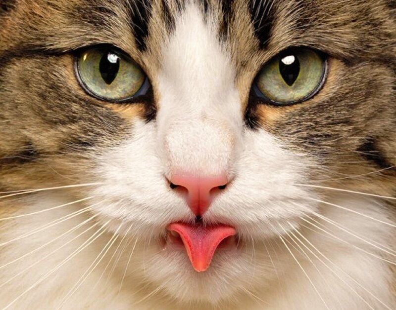 Cat Sticking Out Tongue — White