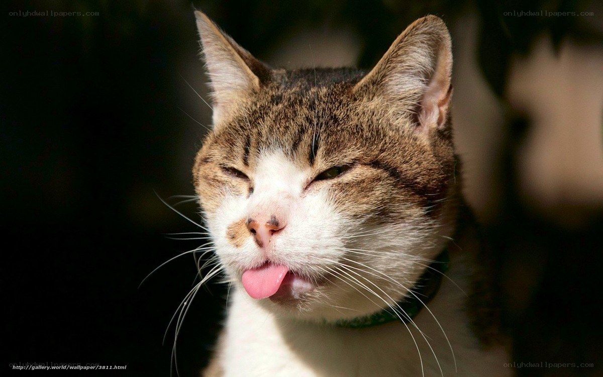 cat sticking out tongue
