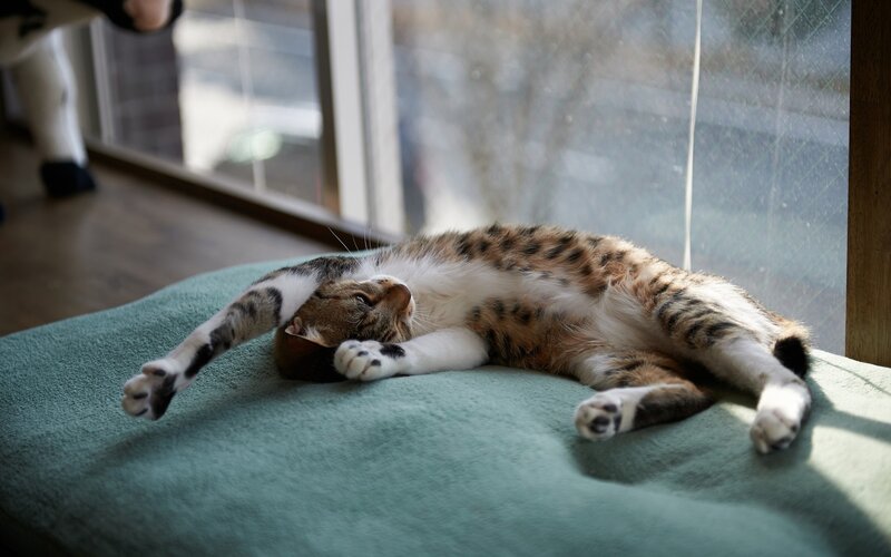 Cat stretching in sunbeam