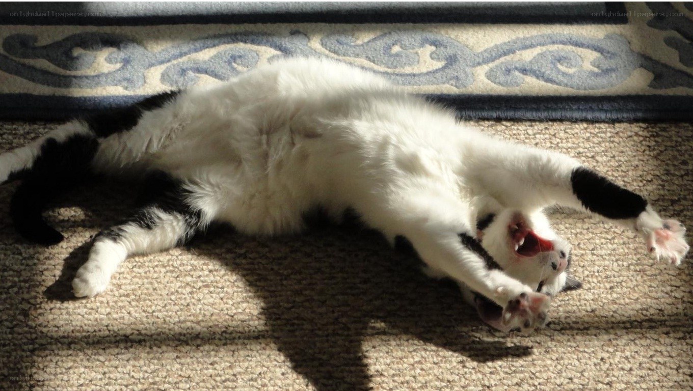 cat stretching in sunlight