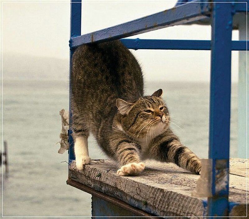 cat stretching on a pier