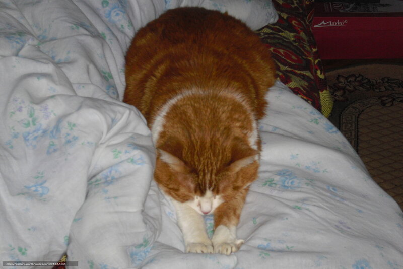 cat stretching on bed