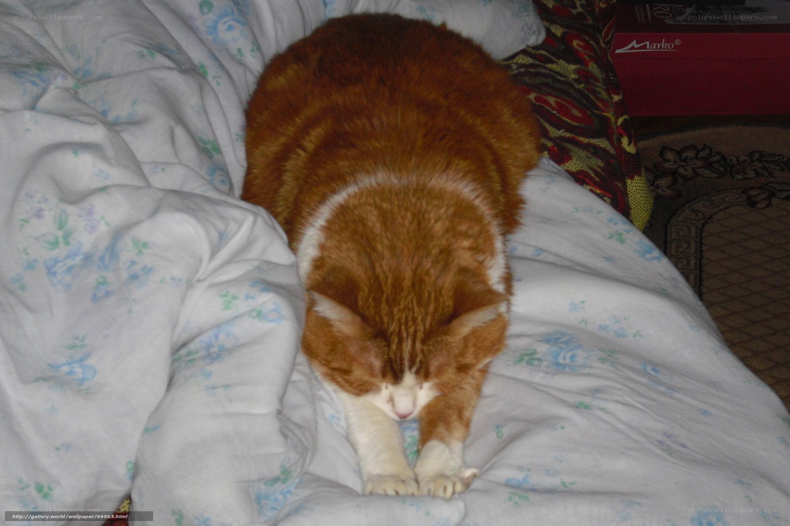 cat stretching on bed