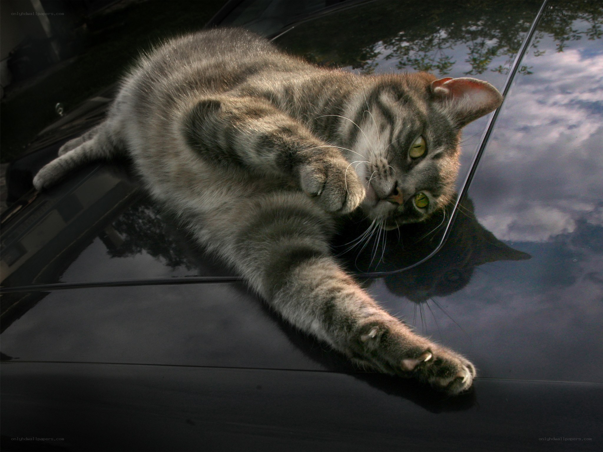 cat stretching on car hood