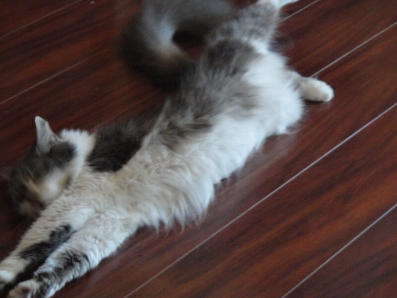 cat stretching on floor