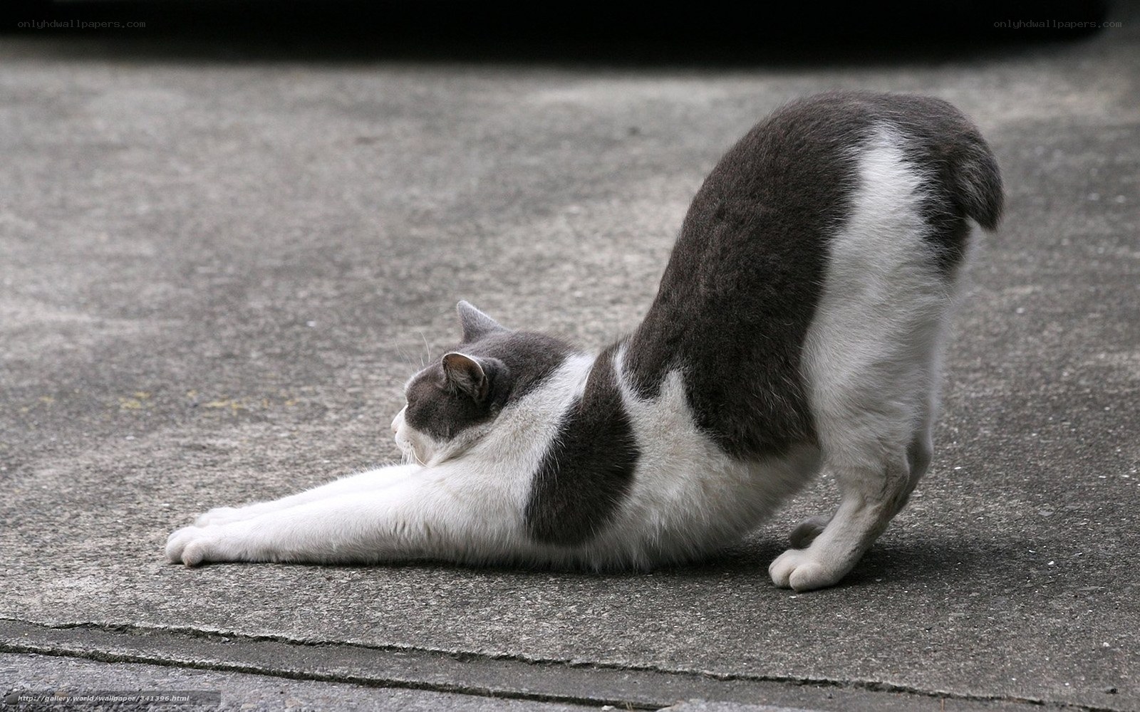 cat stretching on pavement
