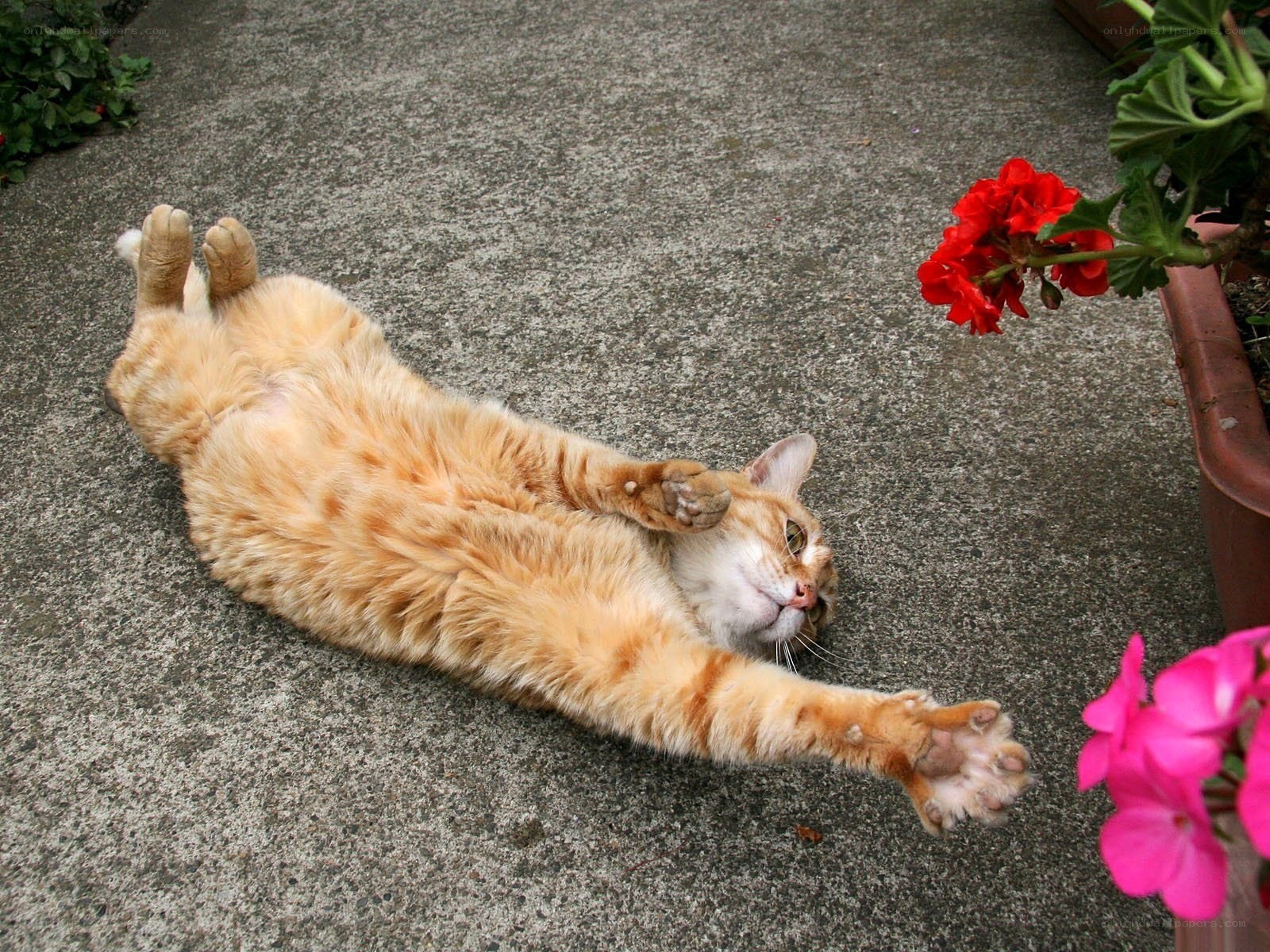 Cat stretching on pavement