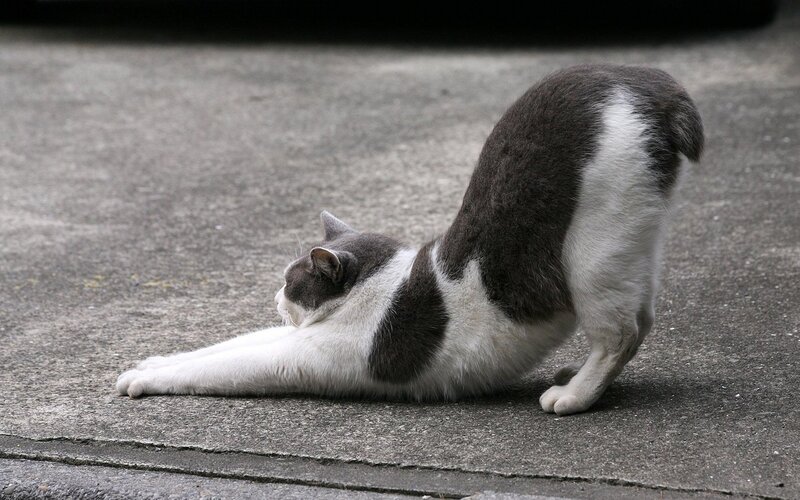cat stretching on pavement