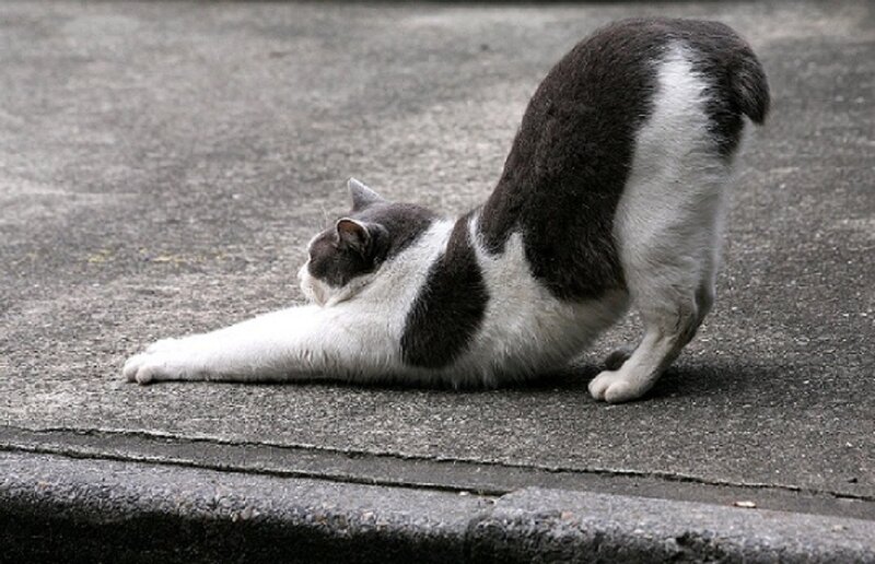 cat stretching on pavement