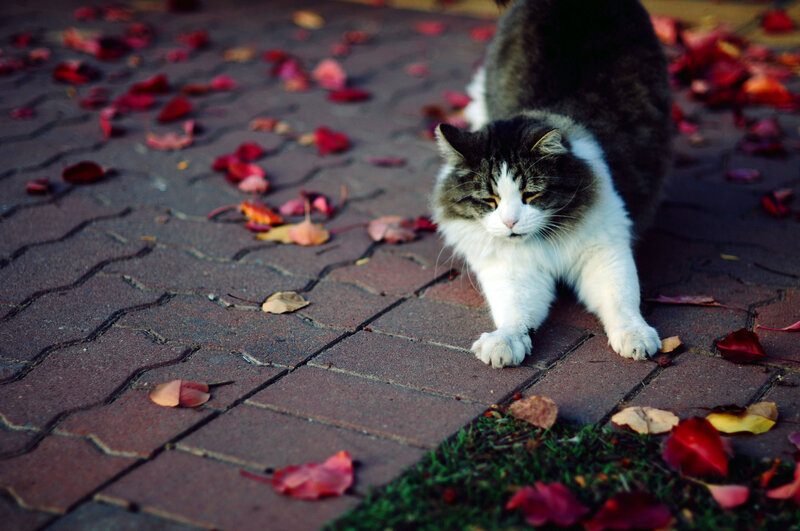 Cat Stretching on Pavement — Brown