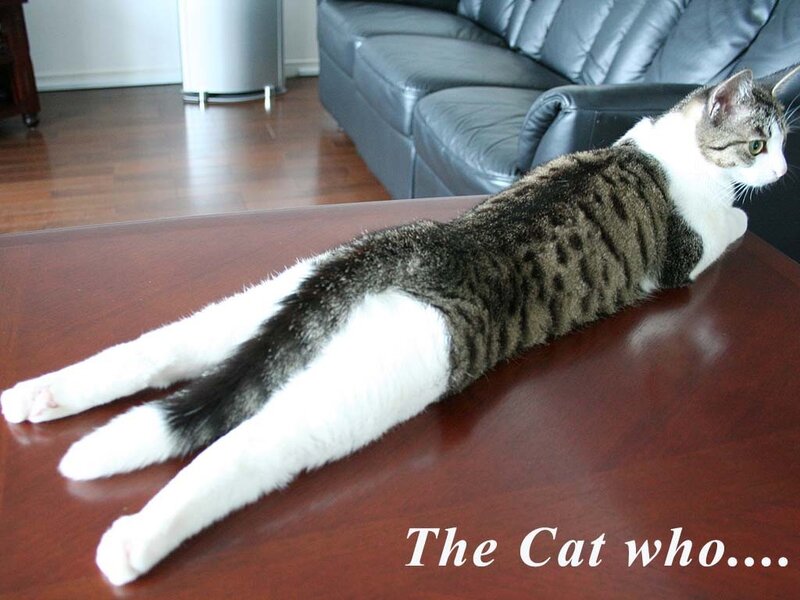 cat stretching on table