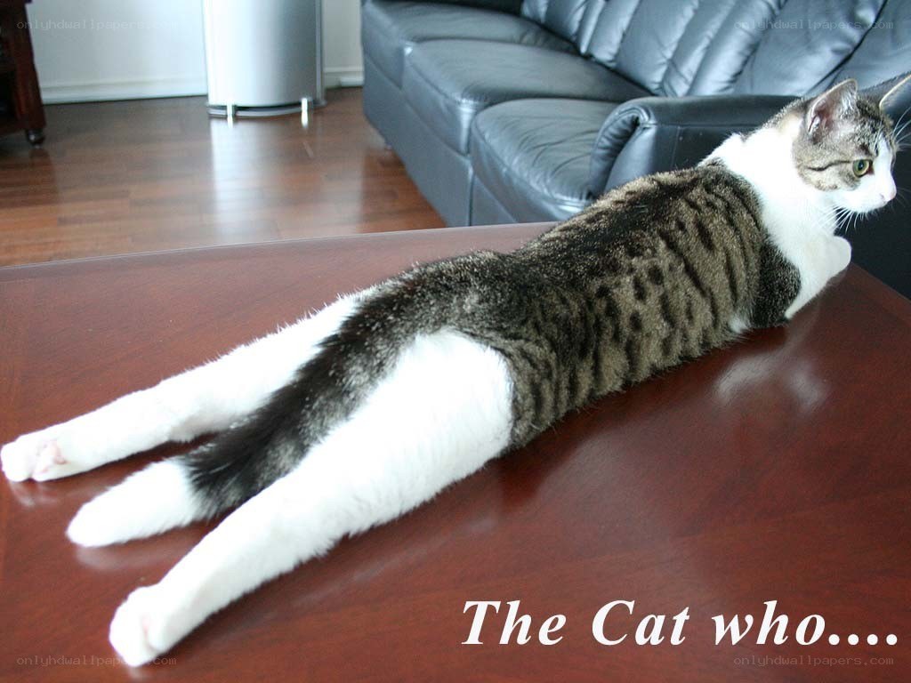 cat stretching on table