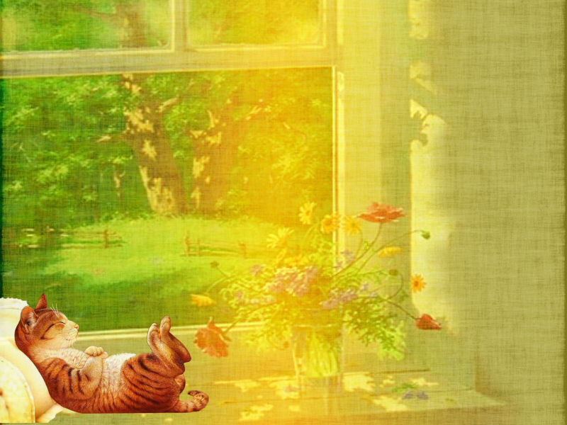 Cat sunbathing by the window