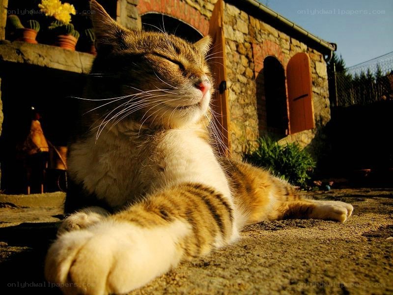 Cat sunbathing in courtyard