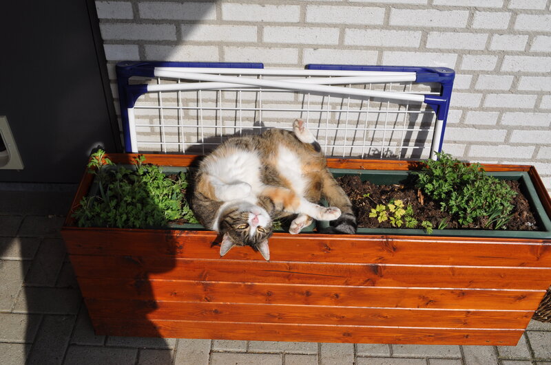 Cat sunbathing in planter