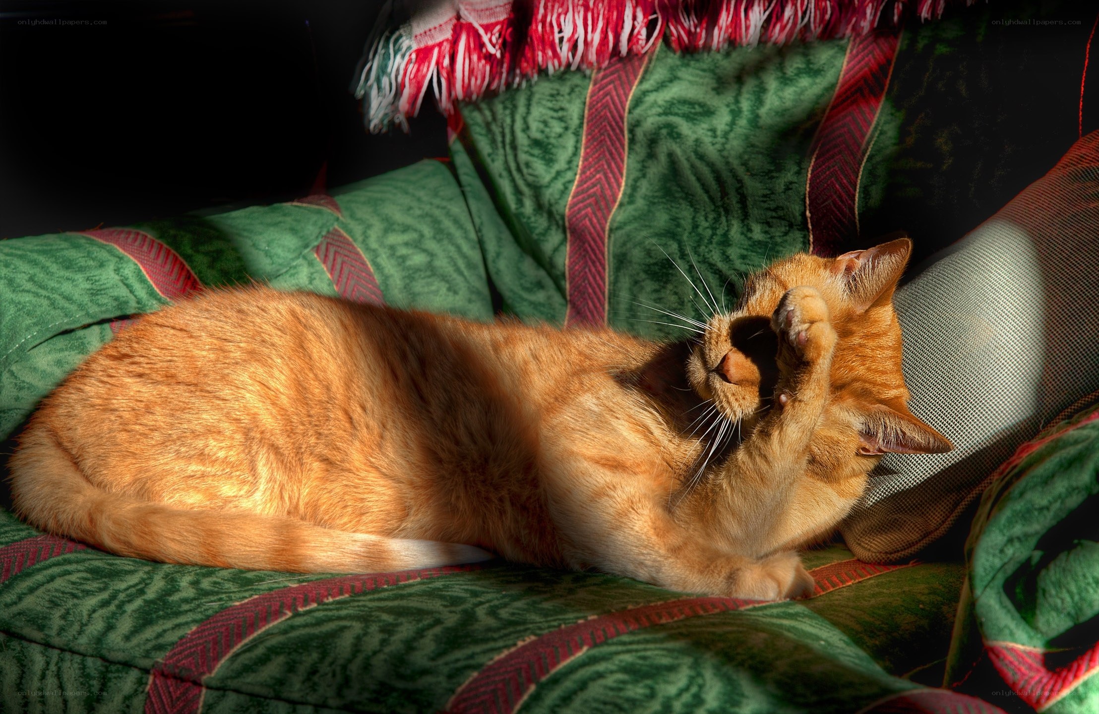 cat sunbathing on couch