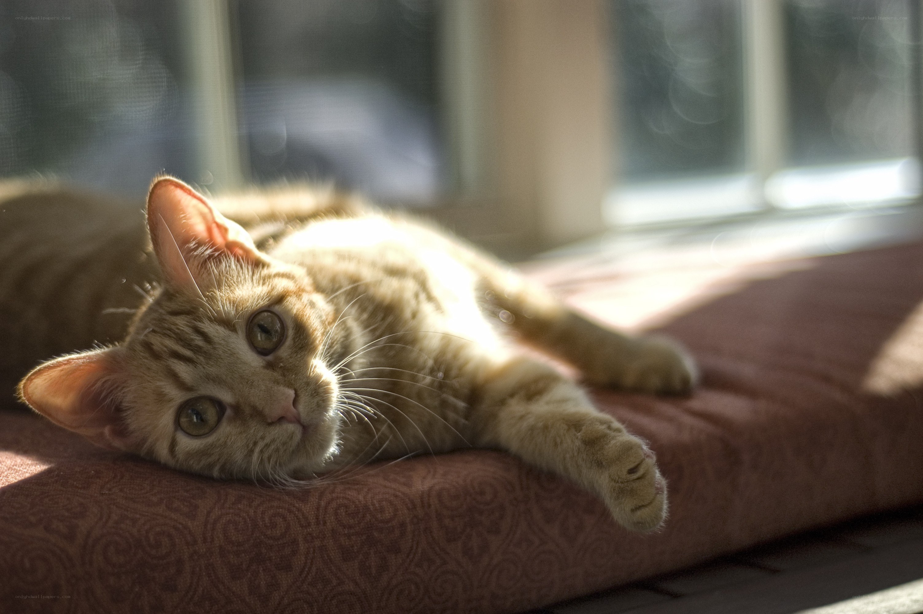 cat sunbathing on cushion