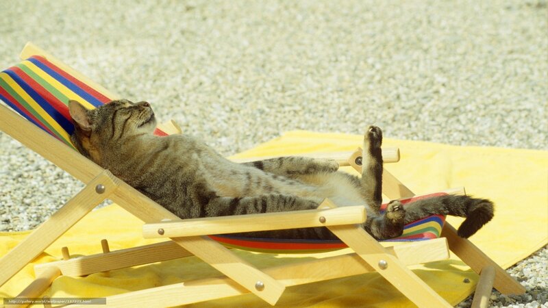 cat sunbathing on deck chair