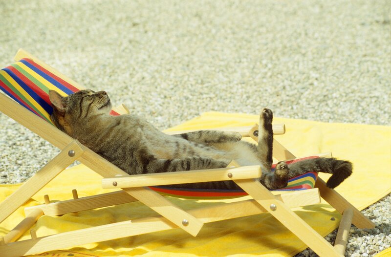 cat sunbathing on deck chair