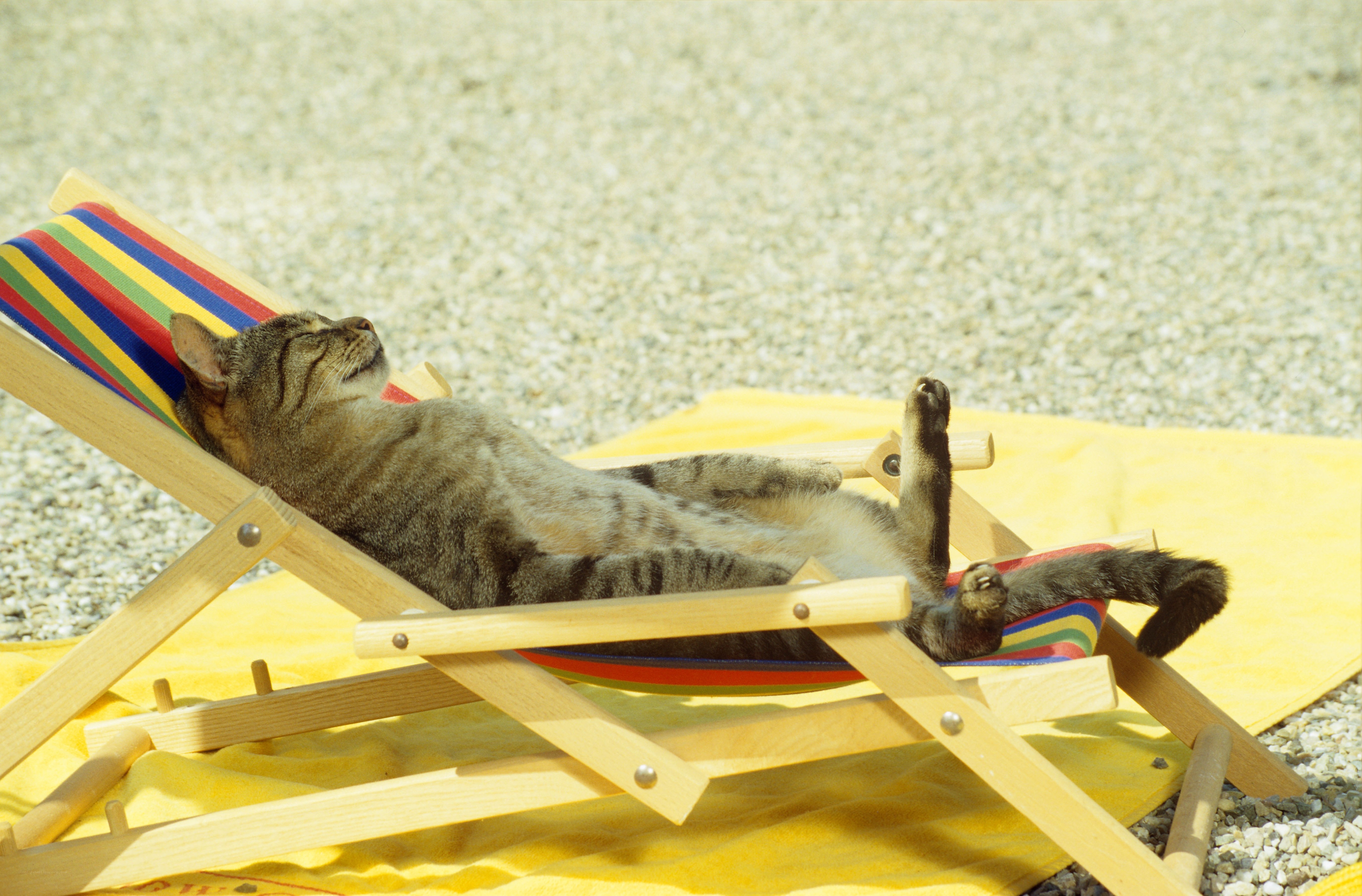 cat sunbathing on deck chair