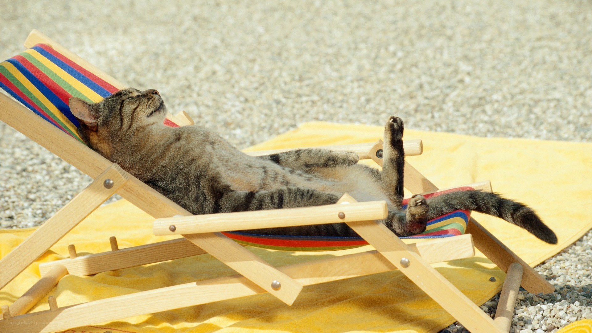 Cat sunbathing on deck chair