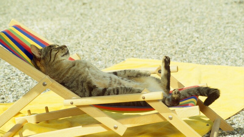 Cat sunbathing on deck chair