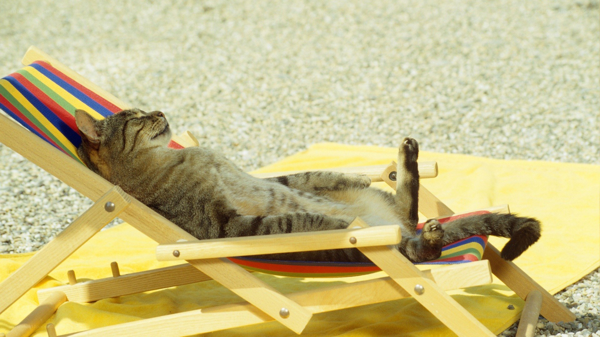 Cat sunbathing on deck chair