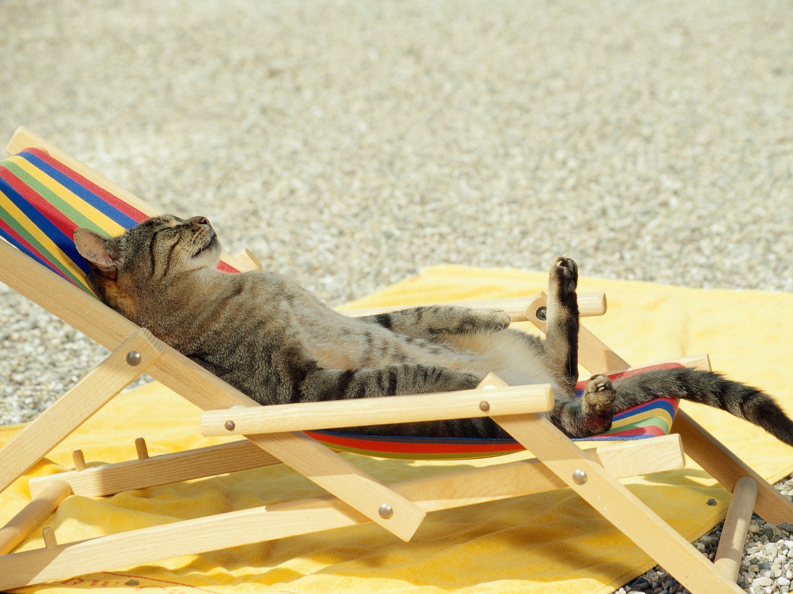 cat sunbathing on deck chair