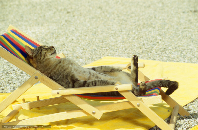 Cat sunbathing on deck chair