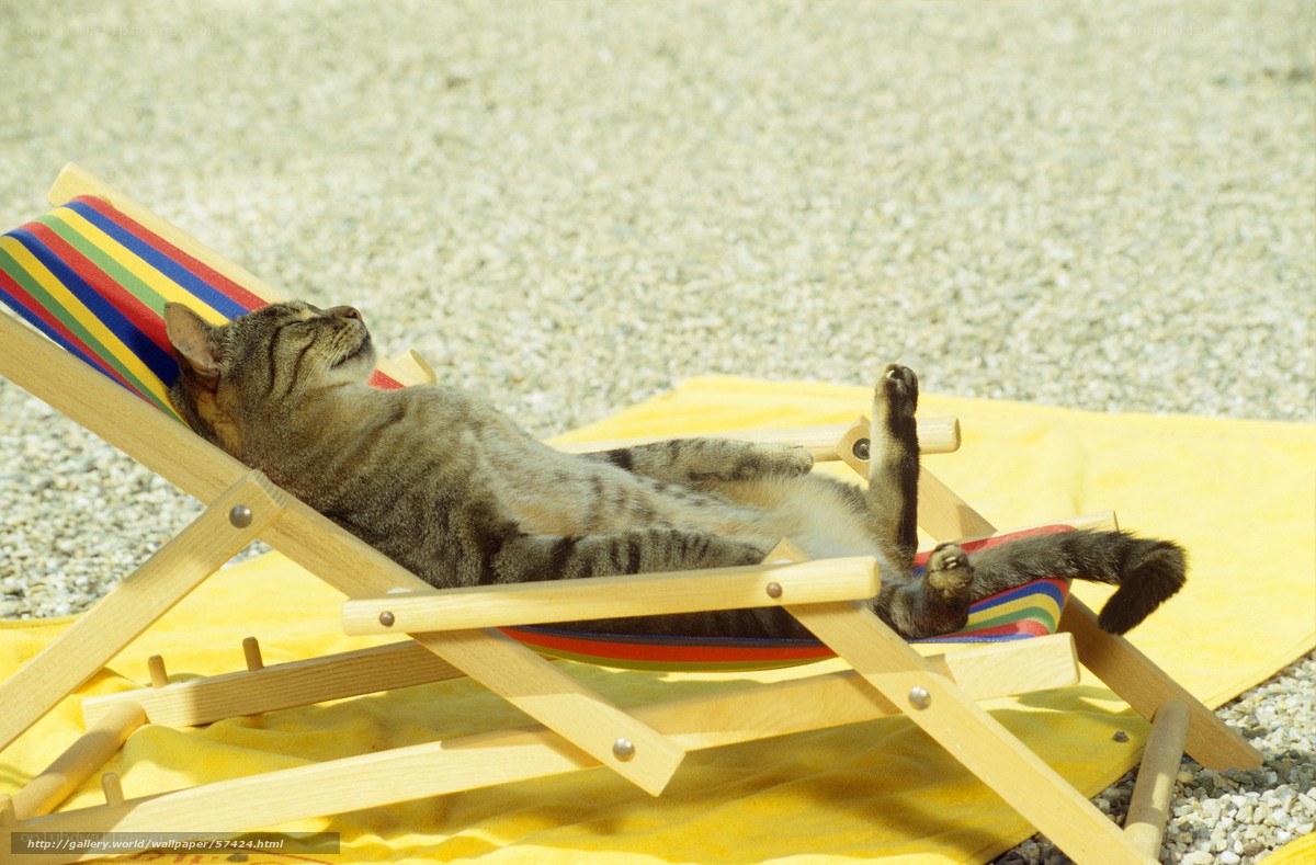 Cat sunbathing on deck chair