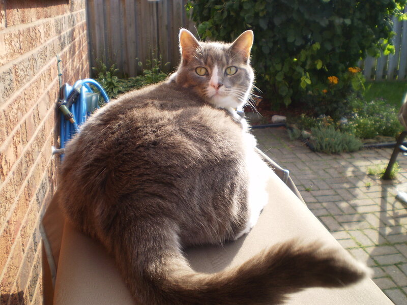 Cat sunbathing on patio